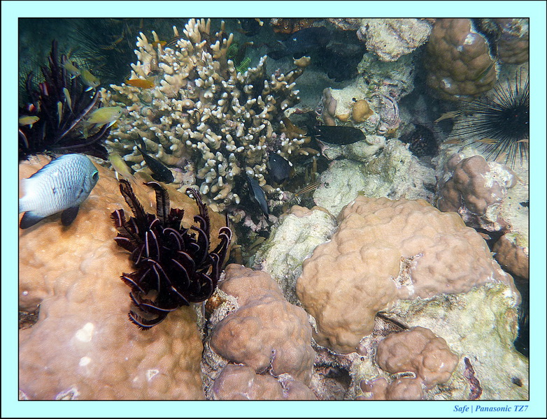 2011 - 08 - Bohey Dulang Island 43